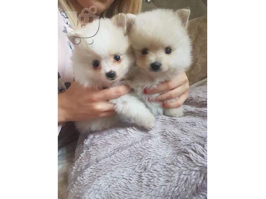 Πώληση Pomeranian σκύλοι και κουτάβια